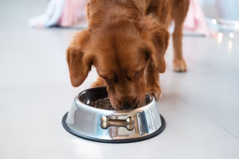 Negligência nutricional também é uma forma de maus-tratos contra os animais 