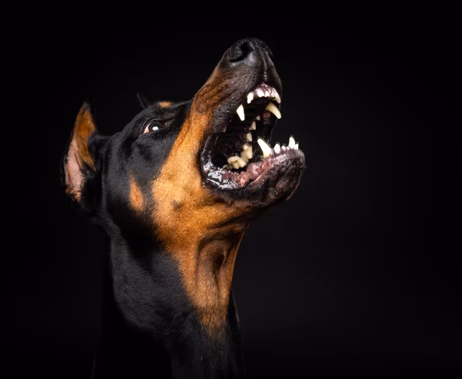 Veterinário explica o que causa e como prevenir a raiva