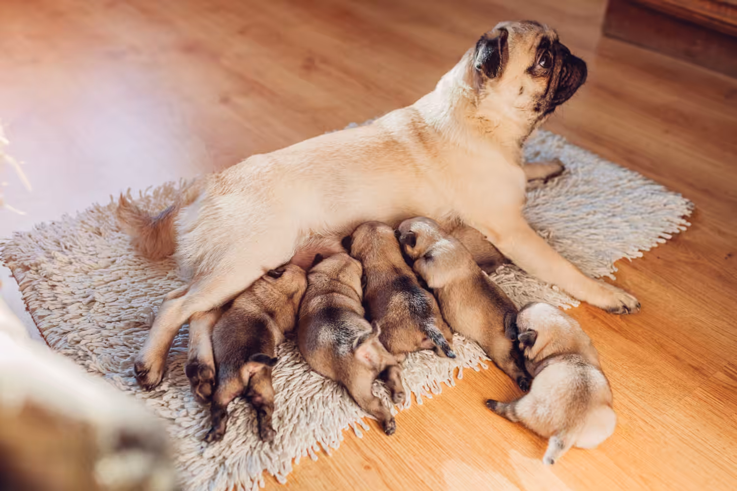 Atenção ao período pós-parto ajuda a prevenir problemas em fêmeas e neonatos
