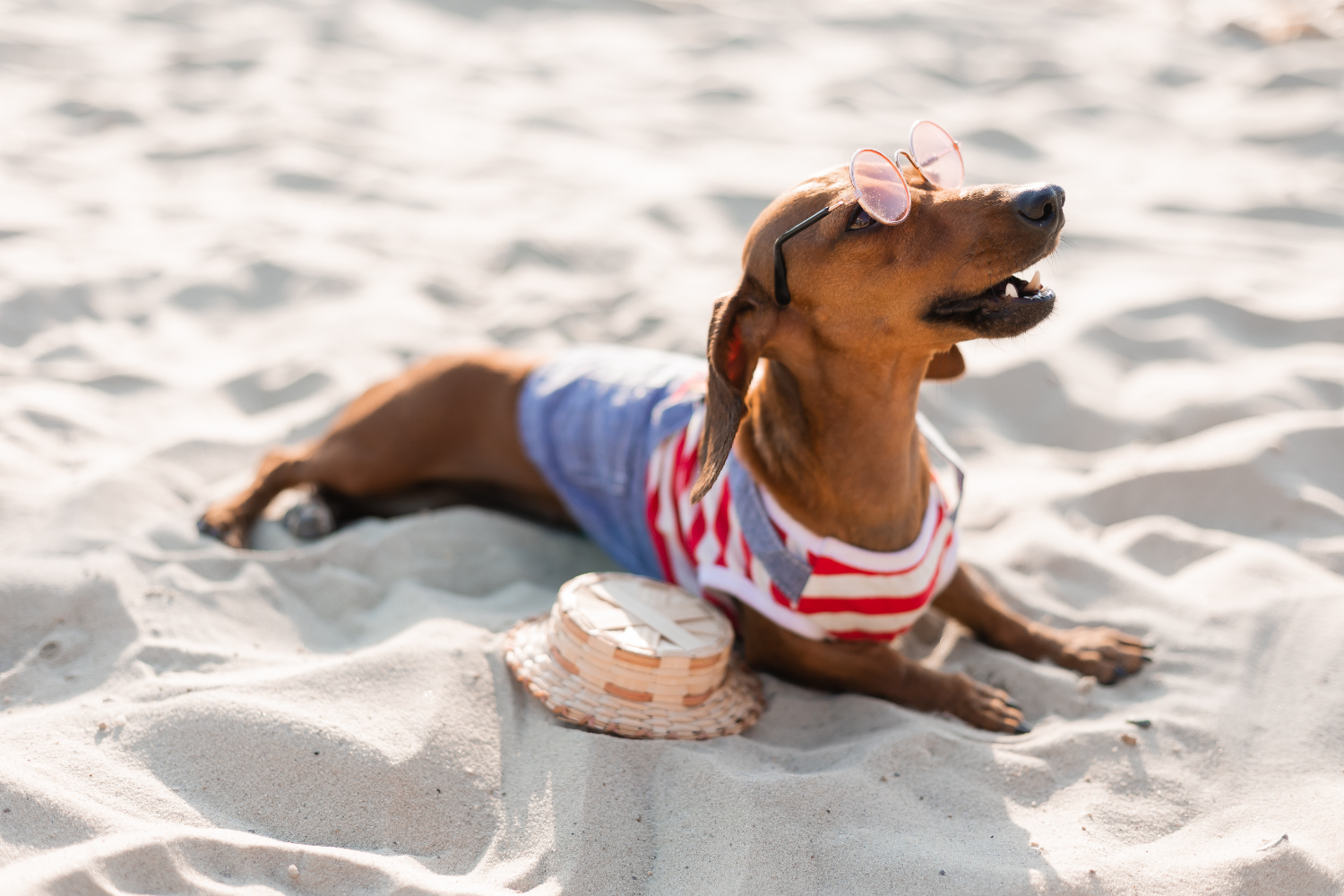 Verão demanda cuidados especiais com os pets