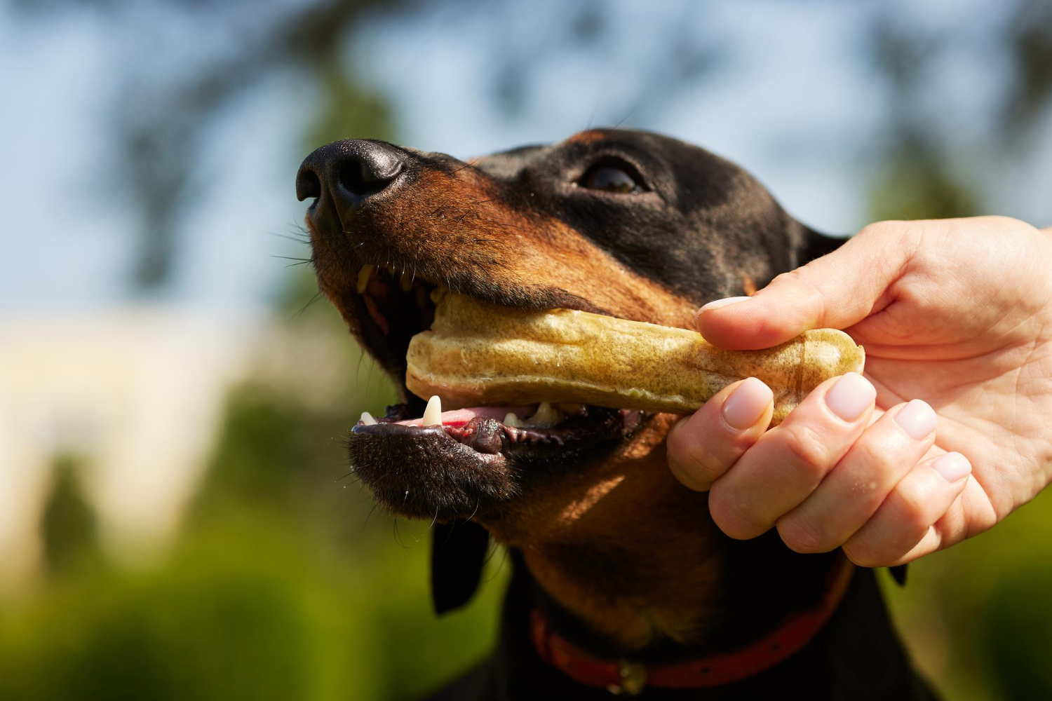 CACHORRO COMENDO PETISCO