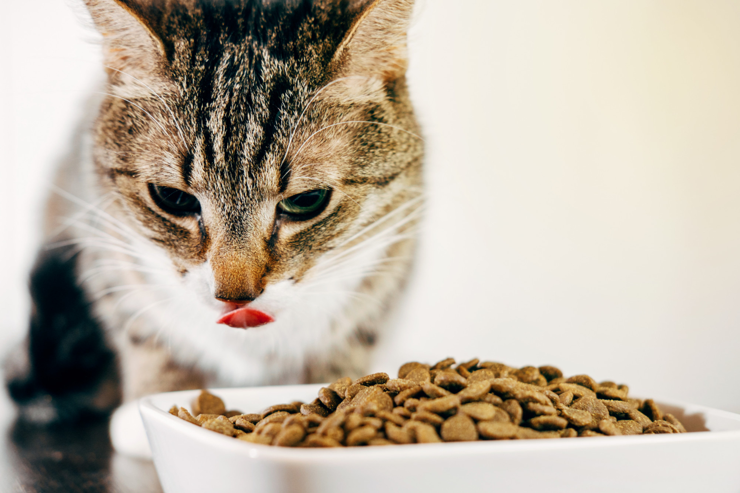 Por que variar as texturas na alimentação dos felinos, principalmente dos filhotes? 