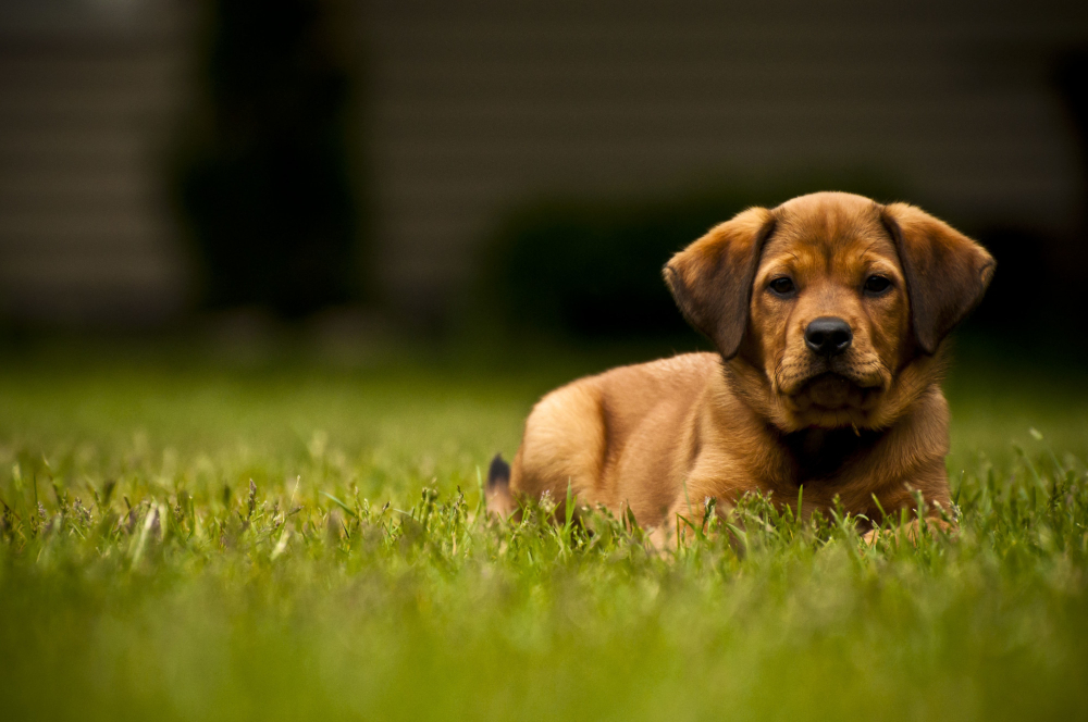 cachorro filhote deitado em um gramado