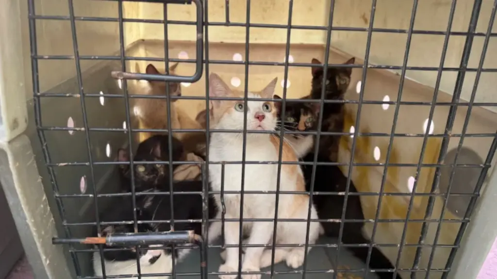 Brasileiros resgatam mais de 50 gatos após terremotos na Venezuela
