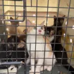 Brasileiros resgatam mais de 50 gatos após terremotos na Venezuela