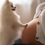 6º Sentido O que cães e gatos realmente sentem quando uma mulher fica grávida