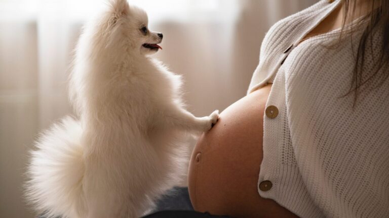 6º Sentido O que cães e gatos realmente sentem quando uma mulher fica grávida