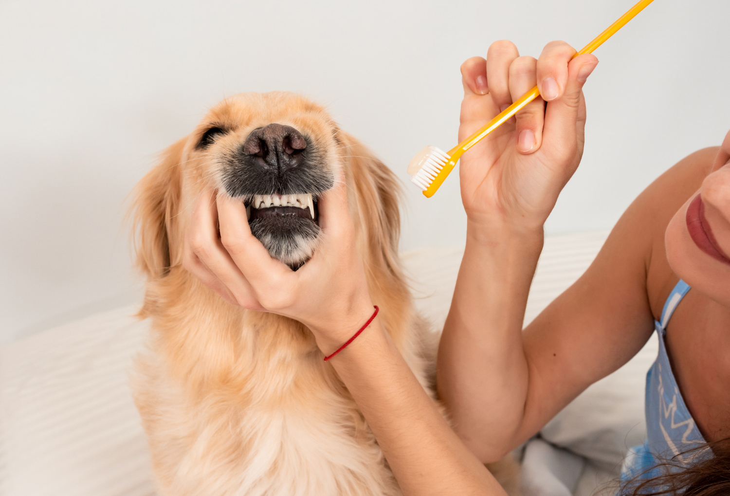 Veterinária explica a importância de escovar o dente do seu pet