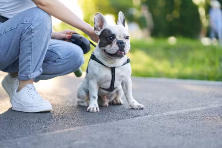 Vai viajar? Proteger seu pet contra pulgas é essencial