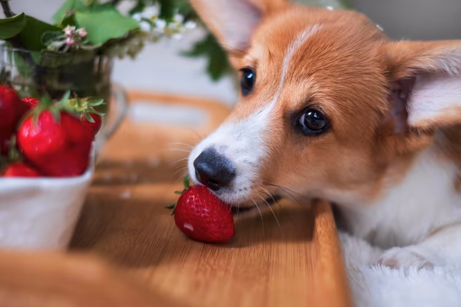 Quais alimentos humanos não devem ser dados ao seu pet?