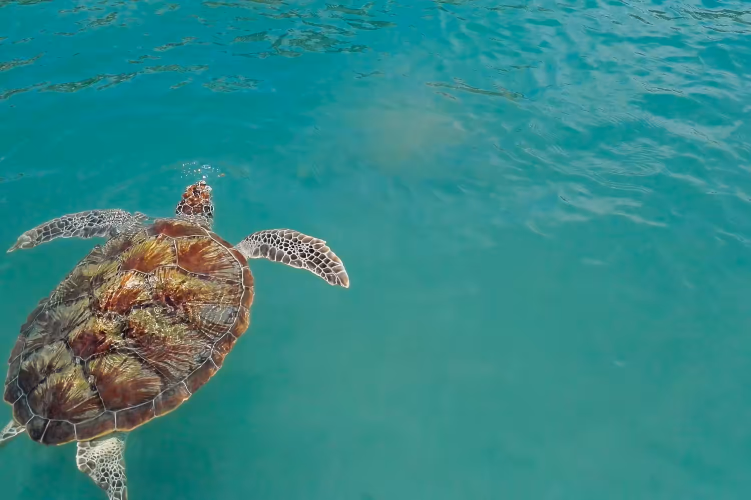 Tumores em tartarugas podem indicar que as praias estão muito poluídas