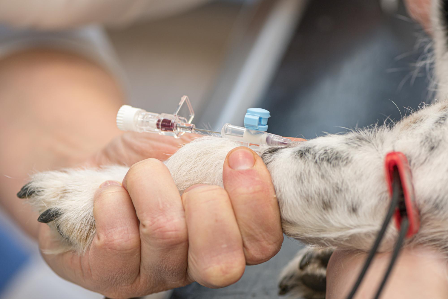 Programa incentiva a doação de sangue para cães e gatos