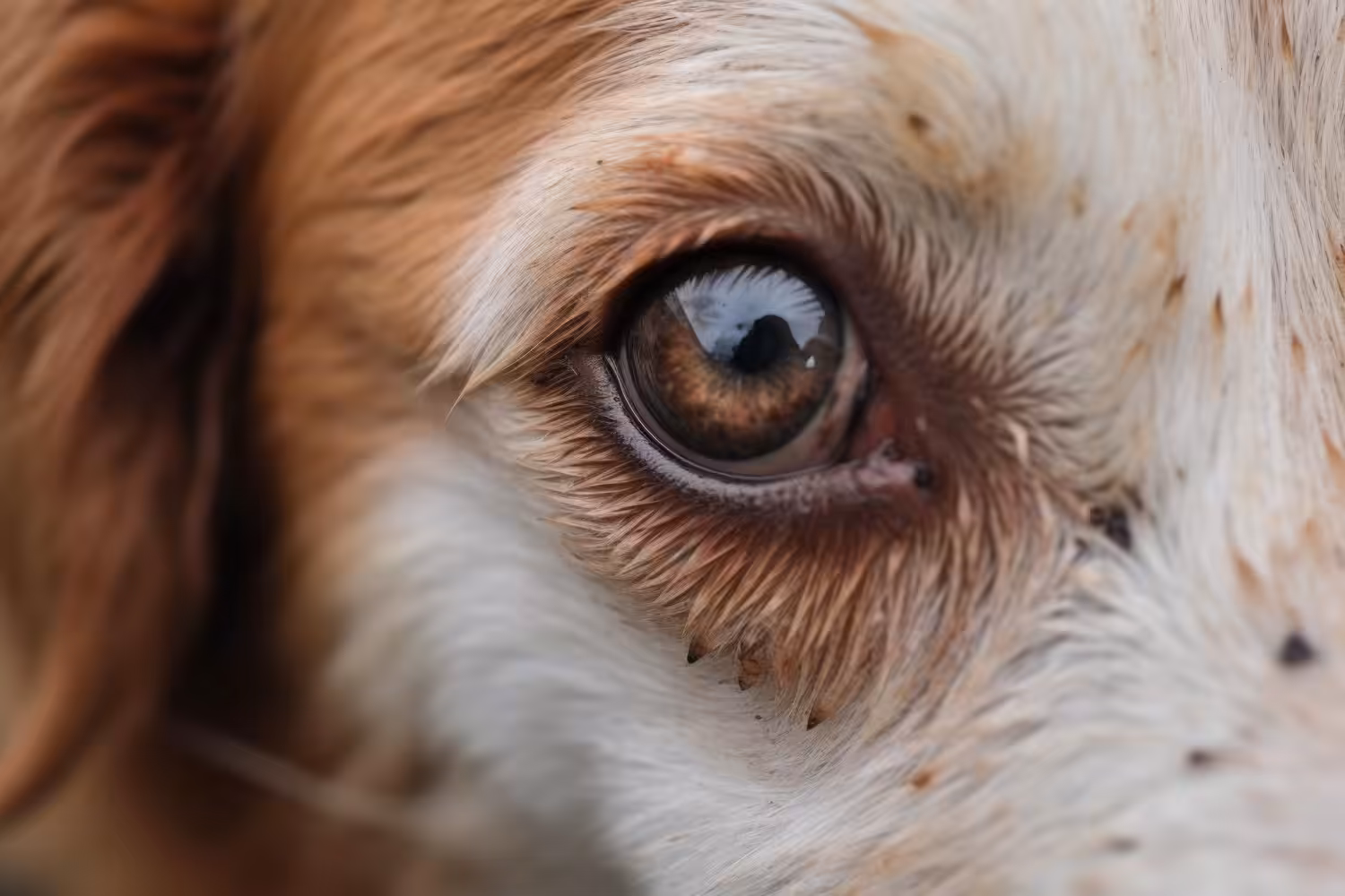 É preciso limpar os olhos dos cães? Como fazer isso?