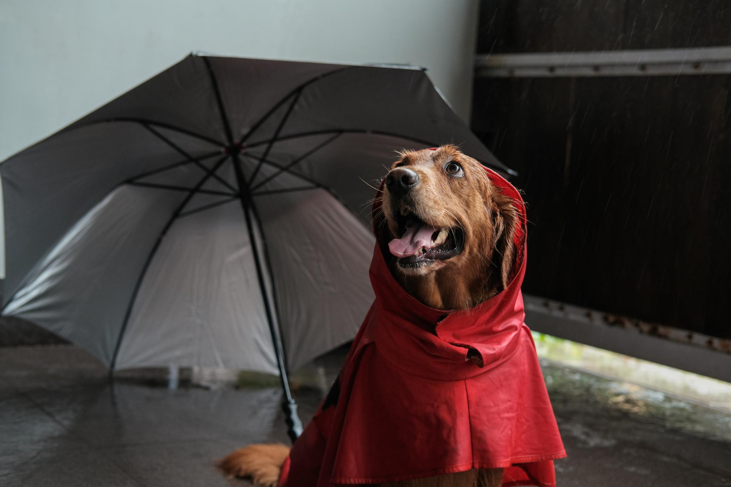 cachorro chuva