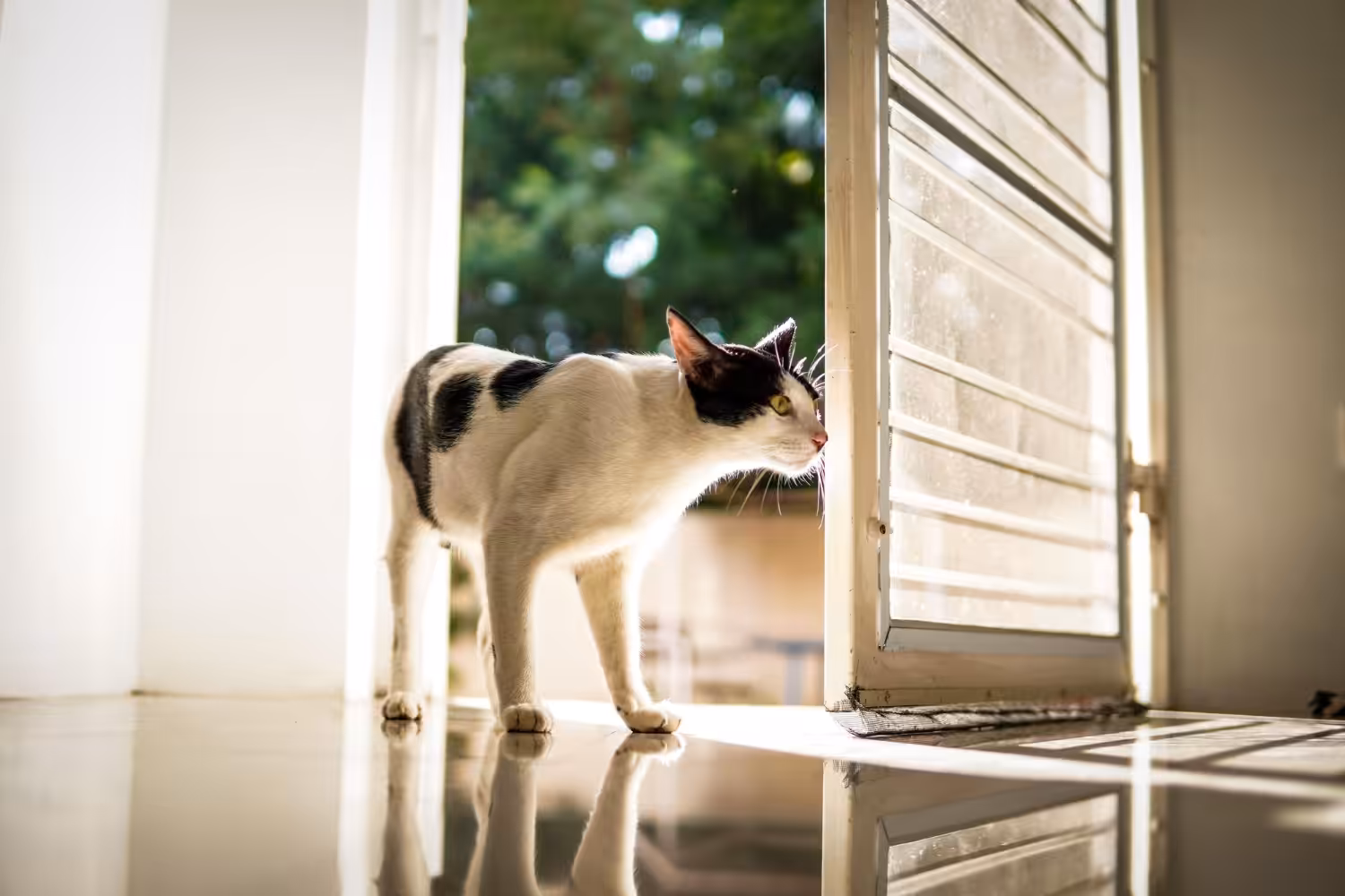 Profissional ensina como criar um ambiente seguro e acolhedor ao seu novo pet