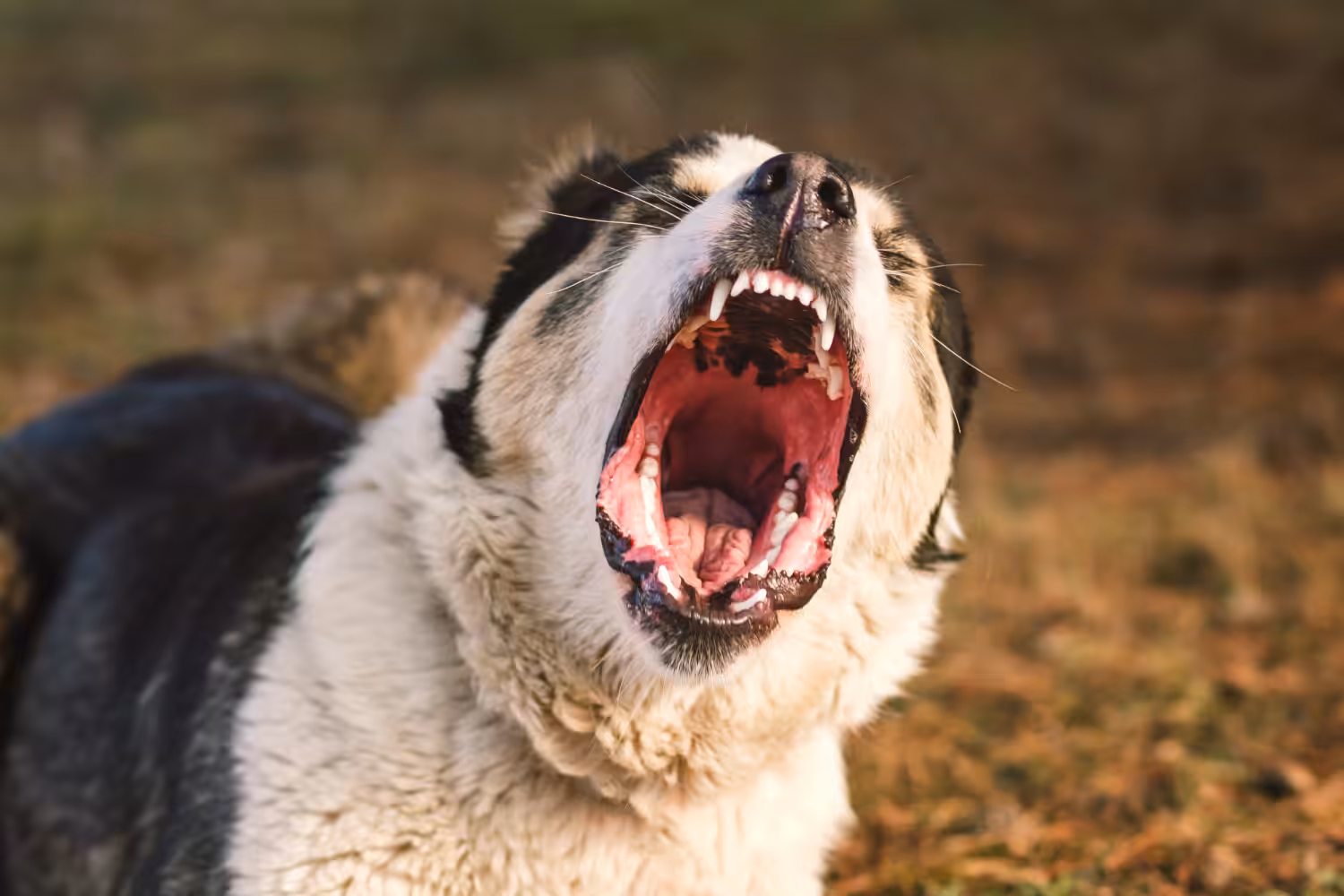 Quais são os hábitos que levam os tutores a considerar a eutanásia comportamental?