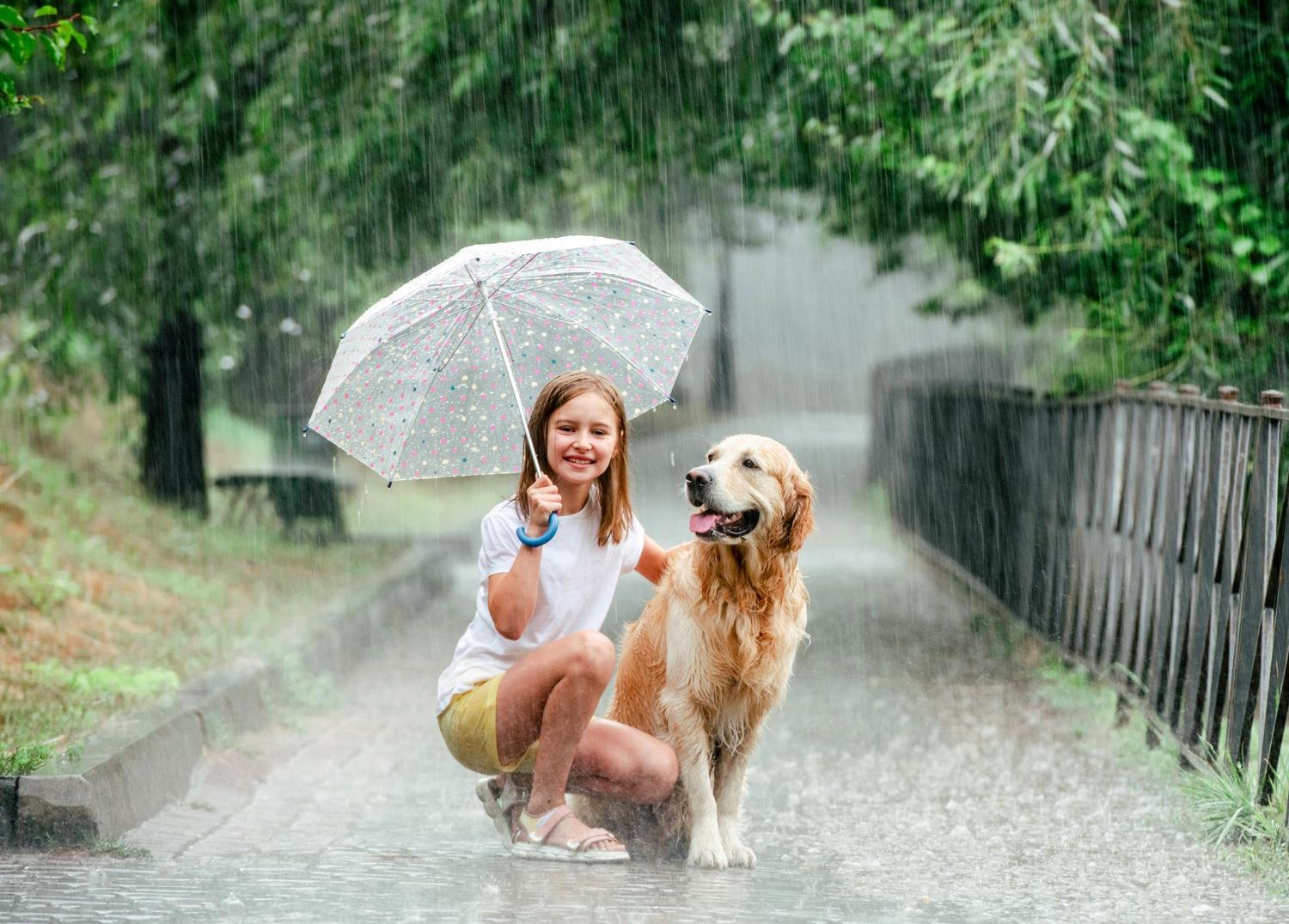 cão na chuva