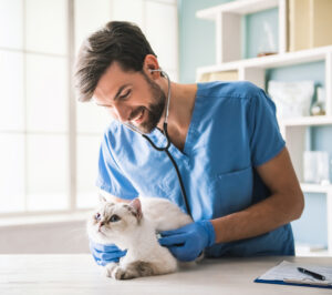 Alternativas não cirúrgicas de castração: quando e para quem são indicadas?