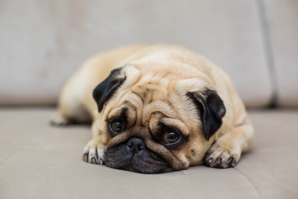 pug deitado