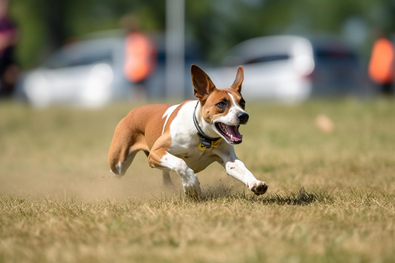 Controle da dor articular é fundamental para promover o bem-estar dos pets