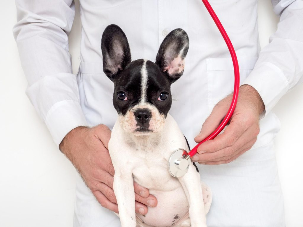 Meu pet pode ter doenças do coração? Veterinária tira dúvidas dos tutores sobre a saúde cardiovascular de cães e gatos