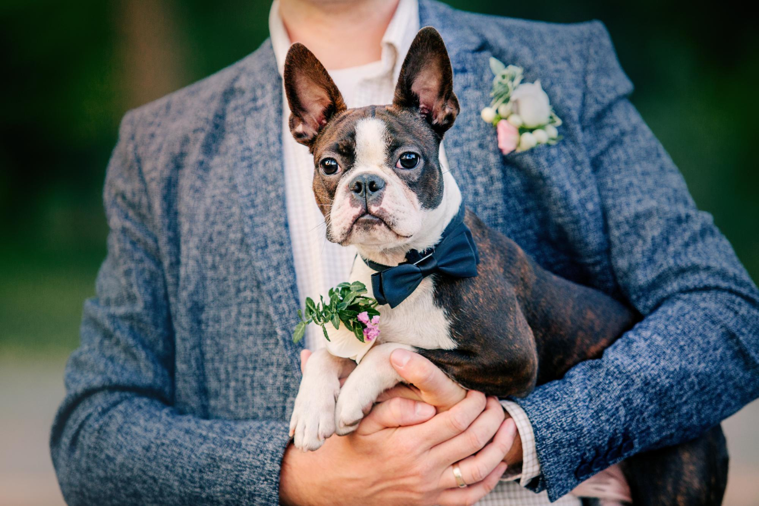 cachorro em casamento sendo segurado pelo noivo