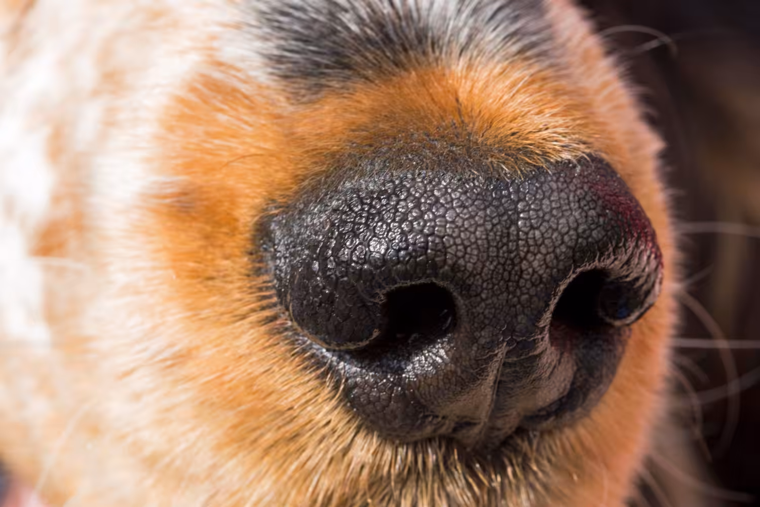Estudo revela que cães sentem o estresse dos humanos pelo olfato