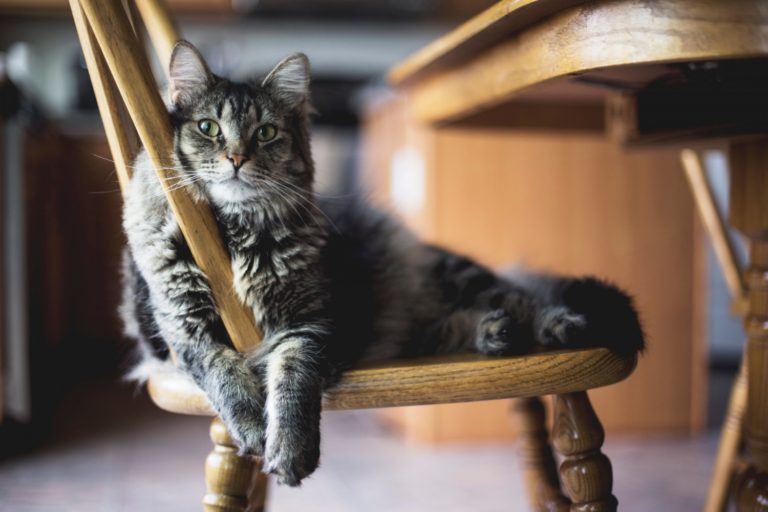 Gatificação de ambientes tornar sua casa ainda mais aconchegante para os gatos