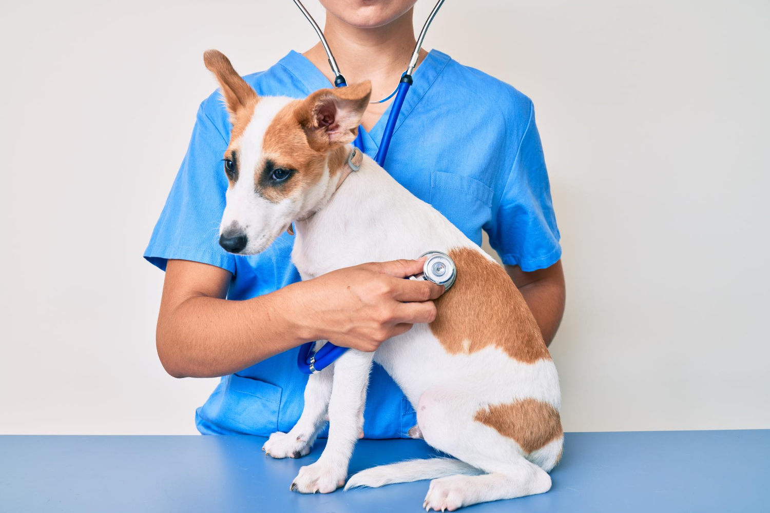 cão