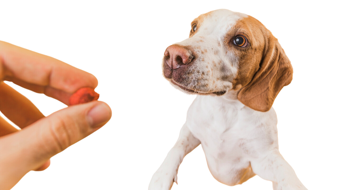 Dia Mundial de Conscientização sobre Parasitas reforça prevenção contínua para proteger cães, gatos e responsáveis