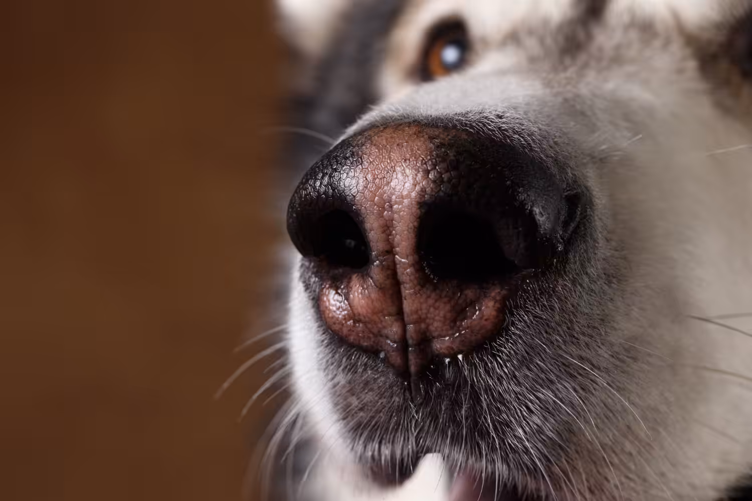 Cão com nariz escorrendo: como acontece e por quê?