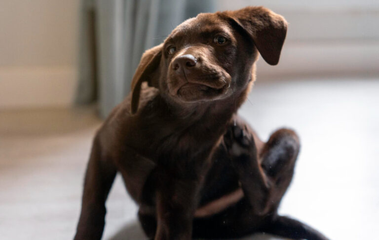 cachorro marrom se coçando