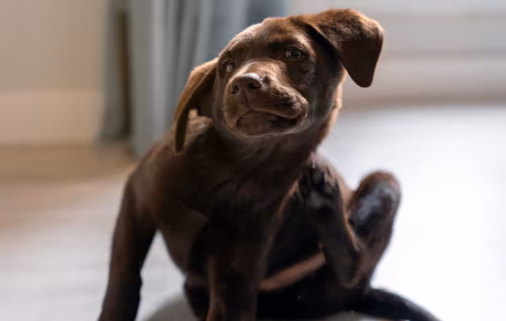 Testes alérgicos: Qual a utilidade no diagnóstico de dermatopatias em pets?