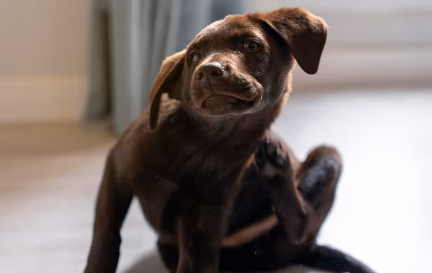 Cães com alergia a pulgas precisam de atenção dos tutores