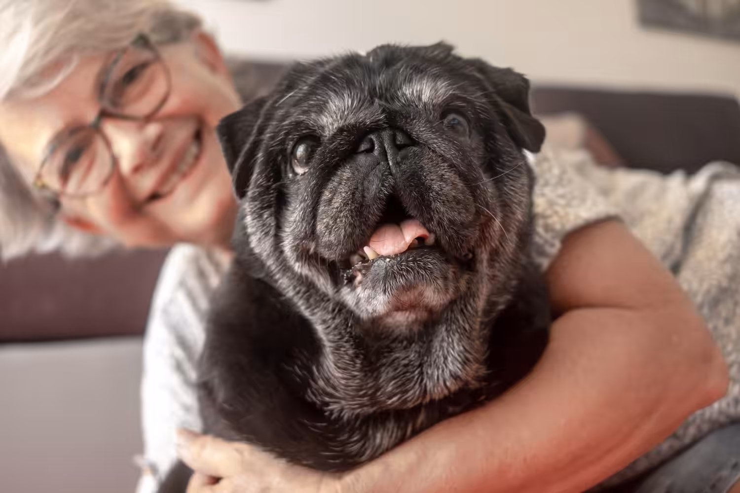 Veterinária destaca importantes dicas de cuidados com os animais idosos