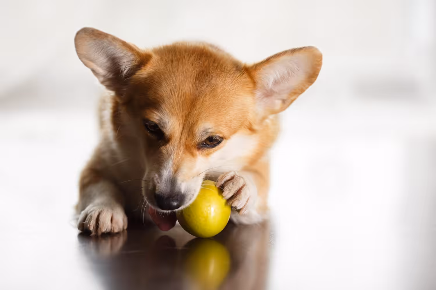 Cães e limão? Brincadeira de internet pode ser perigosa para a saúde do seu pet