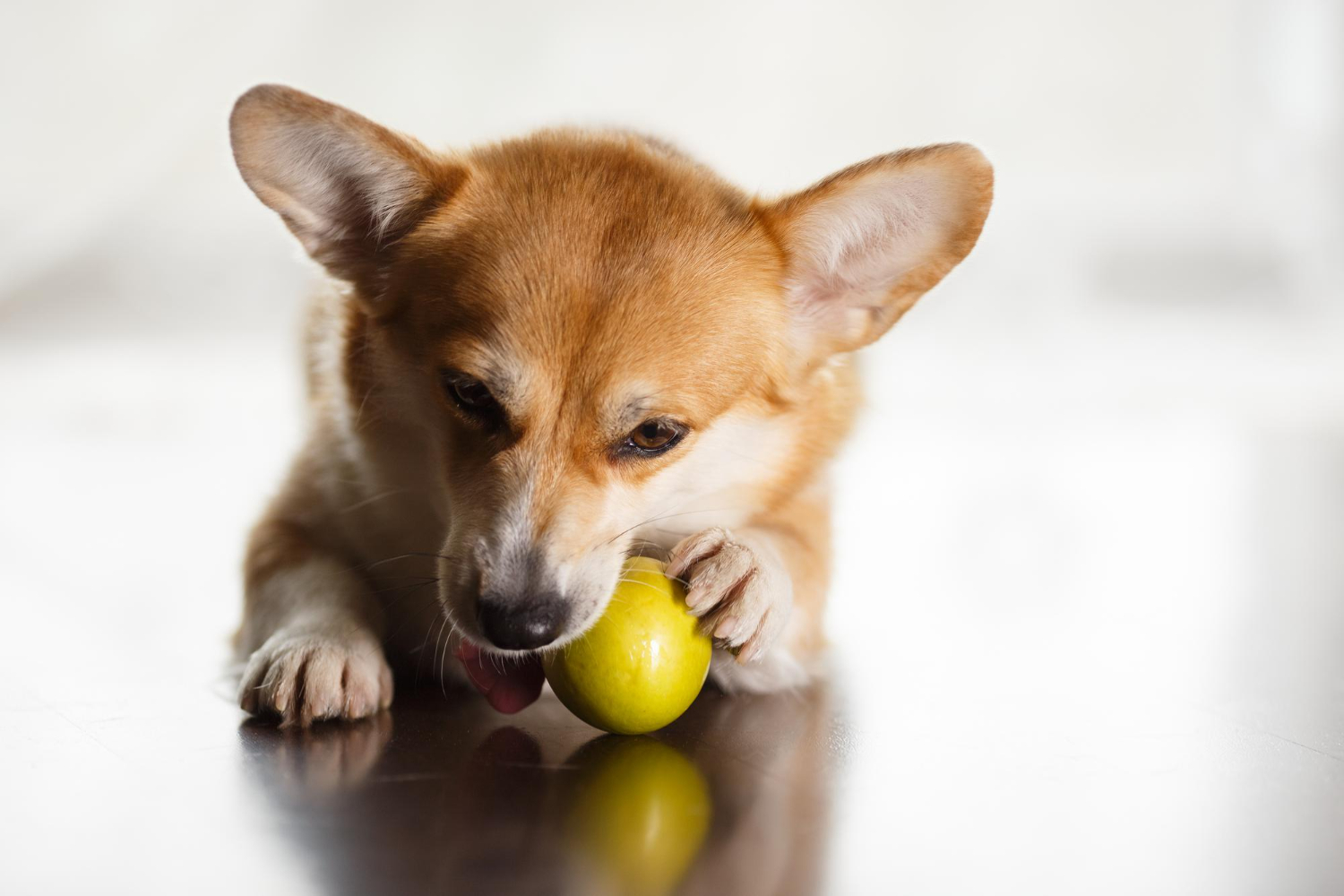 cachorro limão