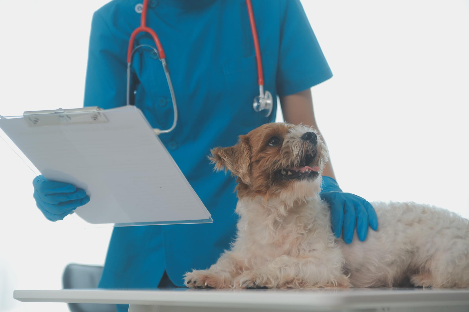 cachorro na médica