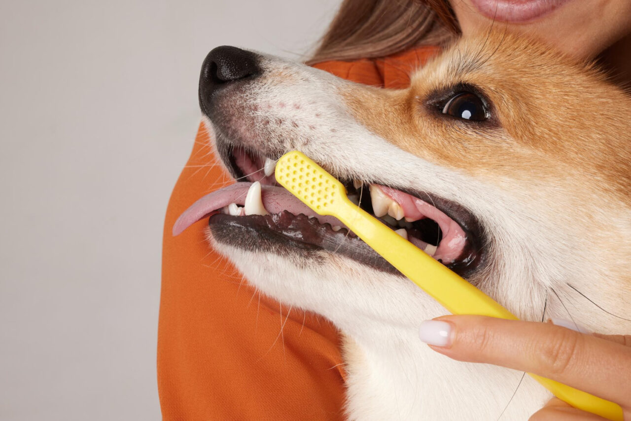 dentes.jpg