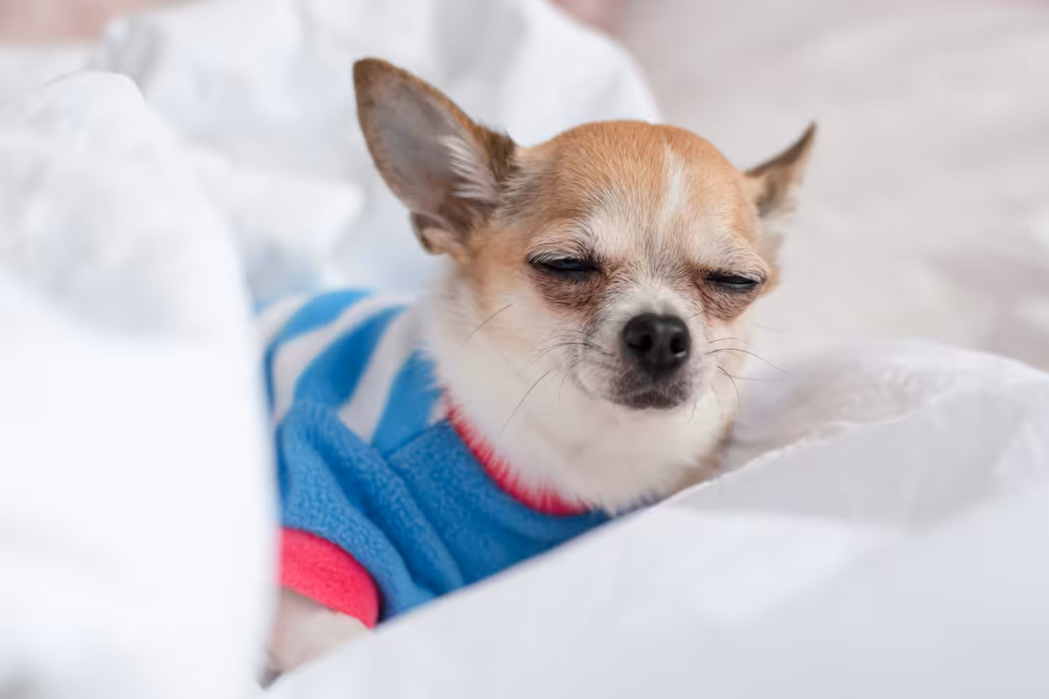 Saiba como prevenir seu pet de gripe e pneumonia