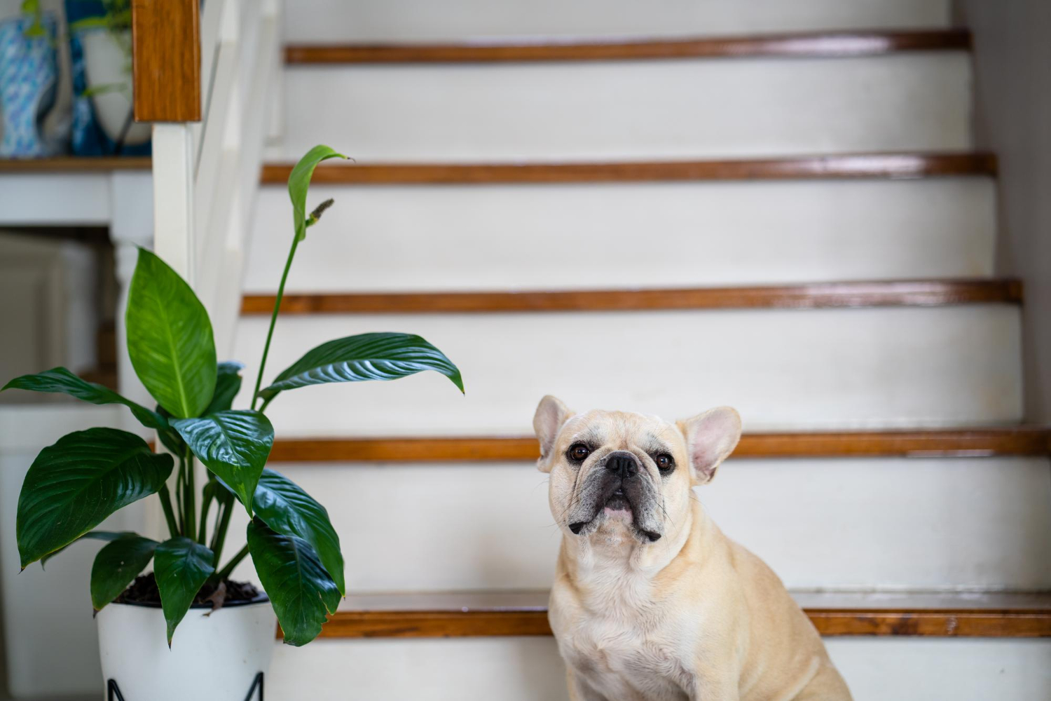 cachorro e planta