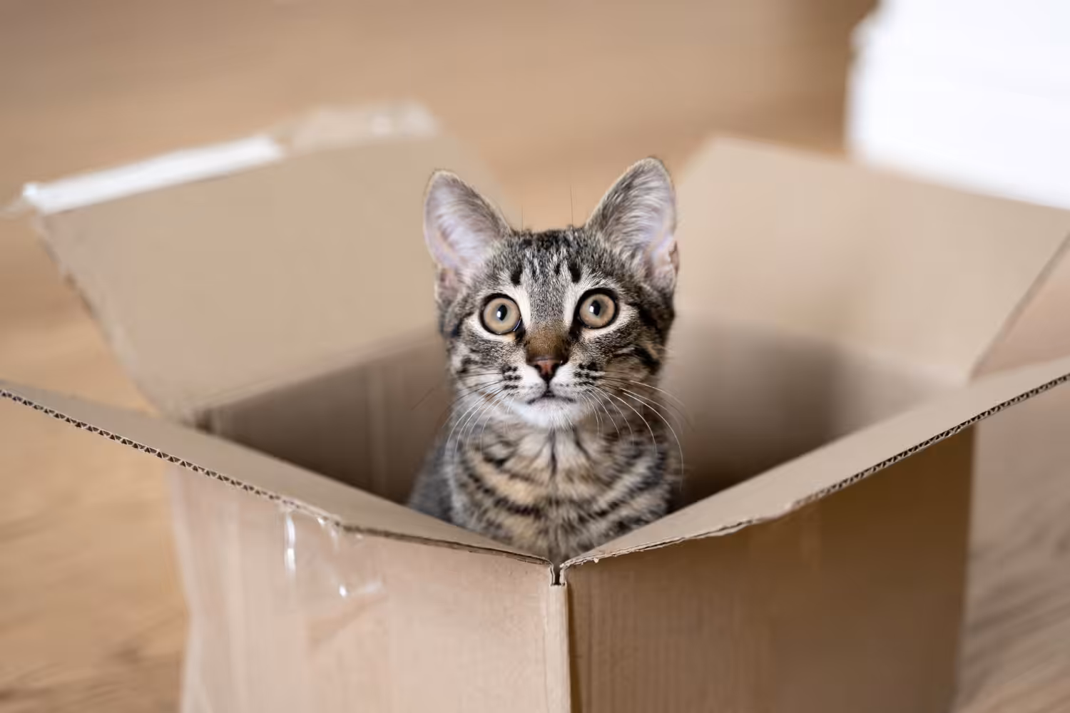 Caixas de papelão podem promover a saúde física e mental dos gatos 
