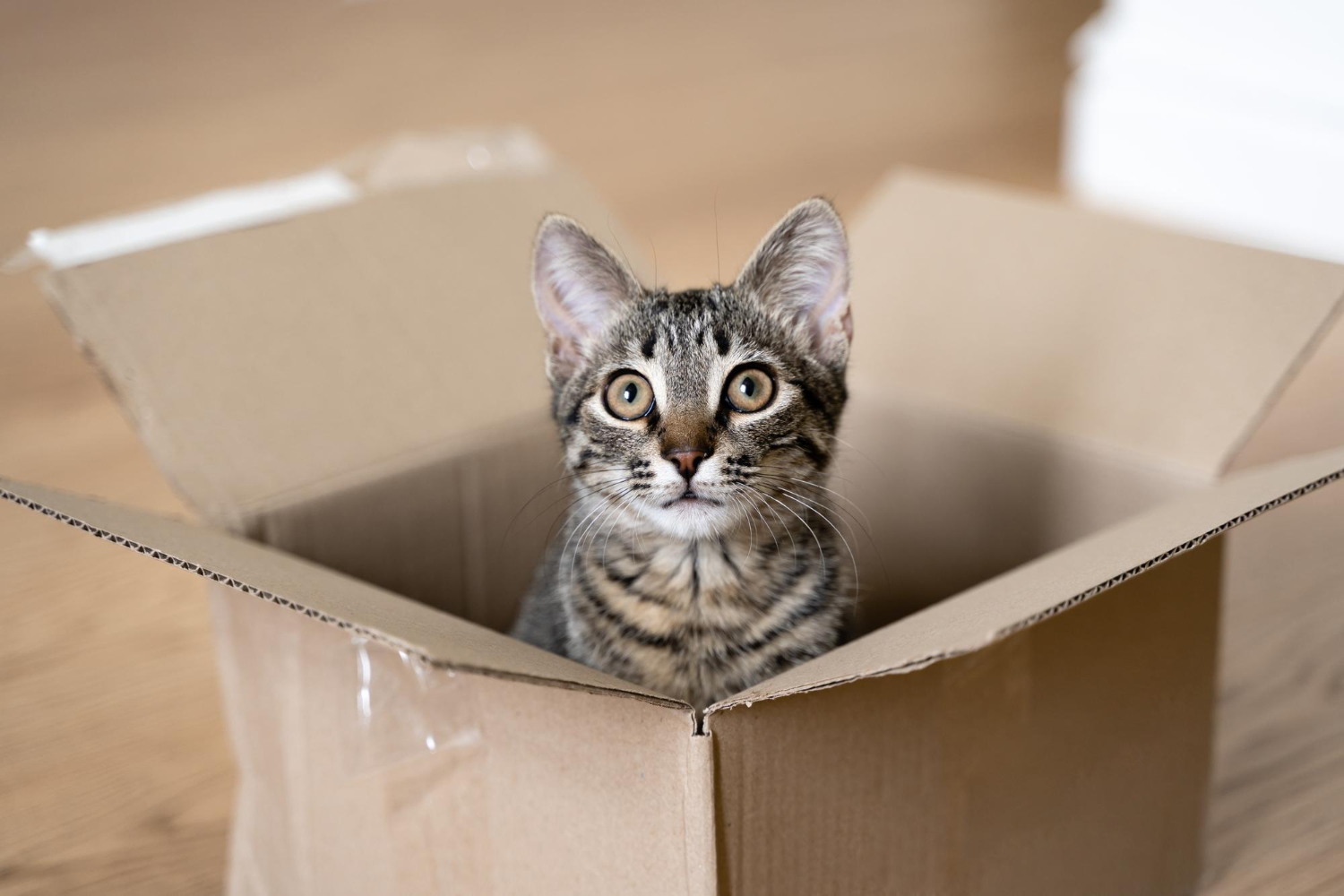 Caixas de papelão podem promover a saúde física e mental dos gatos 