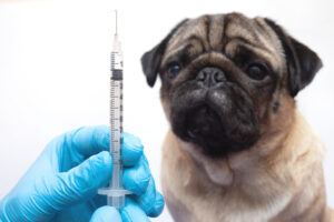 Diabetes em pets: Como prevenir e tratar o problema?