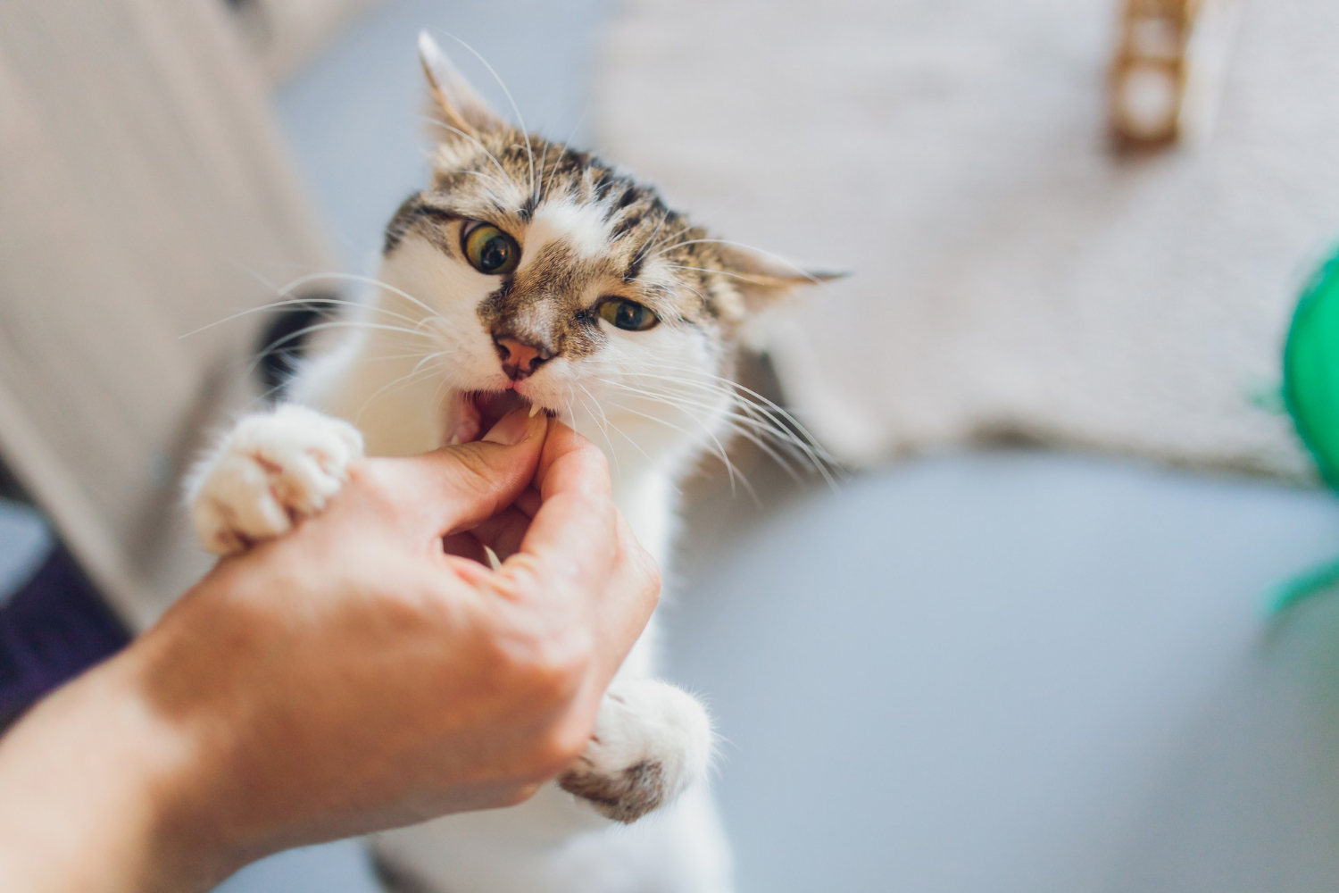 Veterinária explica por que gatos mordem quando recebem carinho