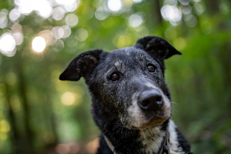 Aprenda a reconhecer os sinais de envelhecimento em pets