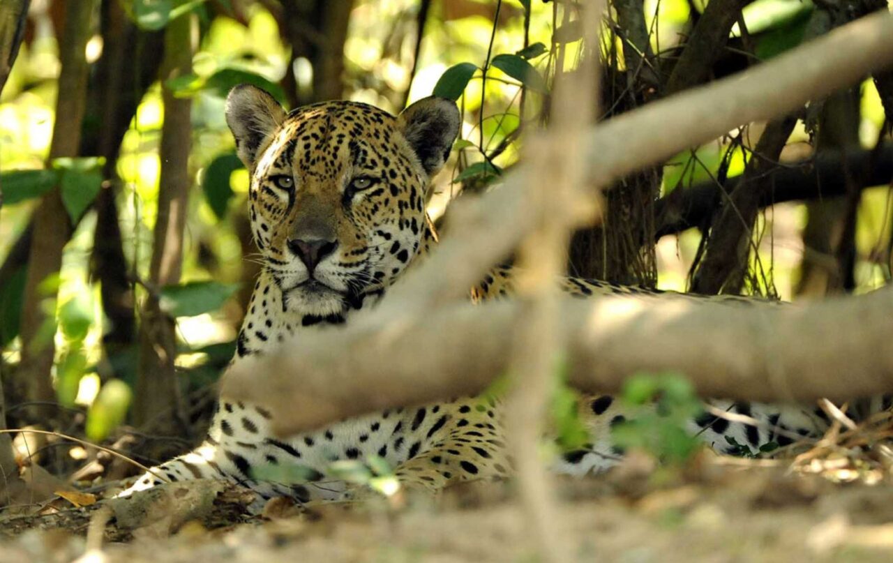 92% dos brasileiros se preocupam com animais silvestres, revela pesquisa