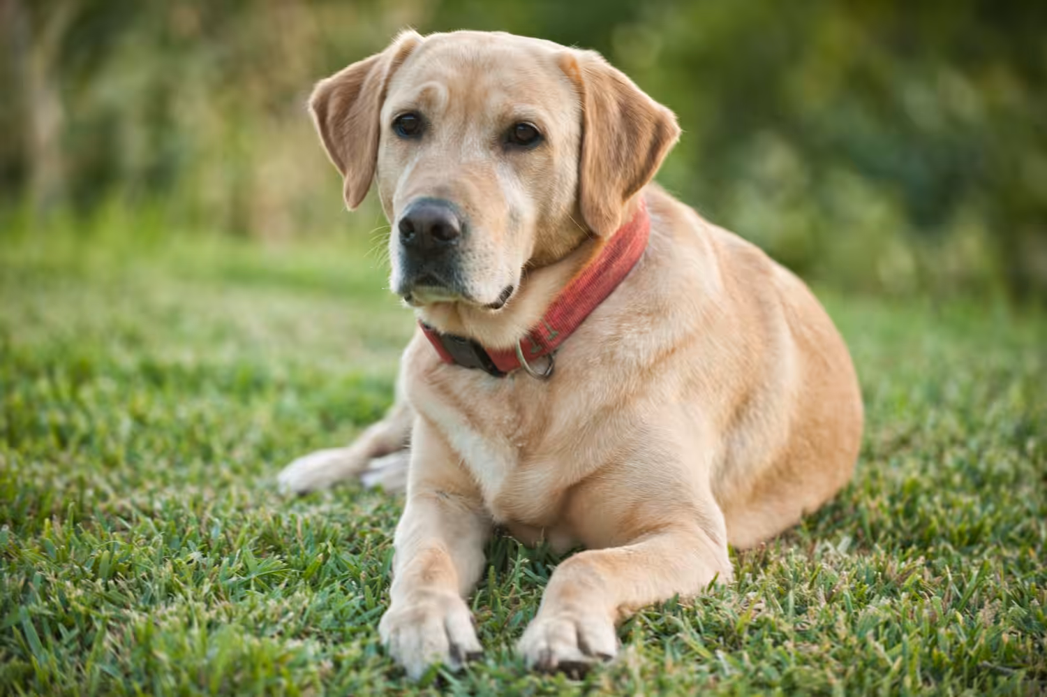 Cão de alerta salva vida de criança com diabetes e impressiona especialistas
