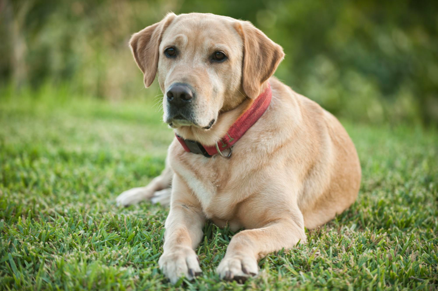 cão ajuda