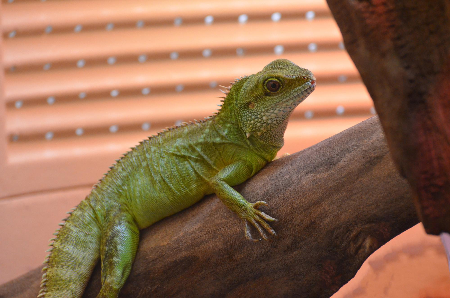 foto-iguana